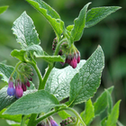 Known to ease tender spots and promote the healing of irritated skin, comfrey’s original name, knitbone, was derived from its historical use as an herbal medicine to aid the healing process.